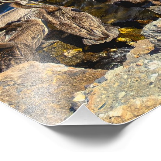 Pelicans Basking - Marina Del Rey, Californië Foto Afdruk (Hoek)