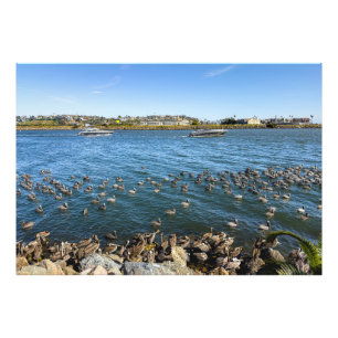 Pelicans Basking - Marina Del Rey, Californië Foto Afdruk