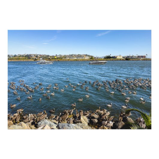 Pelicans Basking - Marina Del Rey, Californië Foto Afdruk (Voorkant)