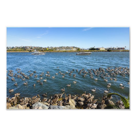 Pelicans Basking - Marina Del Rey, Californië Foto Afdruk (Voorkant)