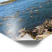 Pelicans Basking - Marina Del Rey, Californië Foto Afdruk (Hoek)