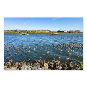 Pelicans Basking - Marina Del Rey, Californië Foto Afdruk