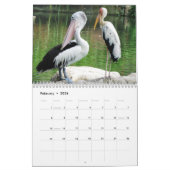 Pelicans Bird Kalender (Feb 2026)