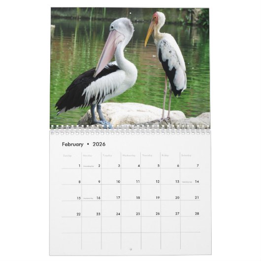 Pelicans Bird Kalender (Feb 2026)