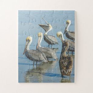 Pelicans Bird Natuur Beach Oversize Legpuzzel