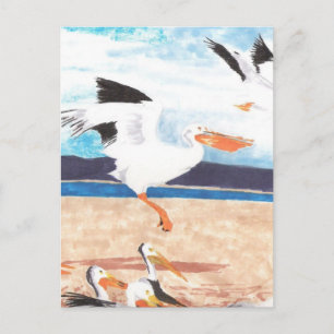 Pelicans Briefkaart