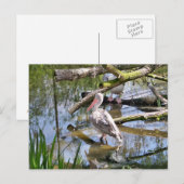 PELICANS BRIEFKAART (Voorkant / Achterkant)