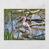 PELICANS BRIEFKAART (Voorkant)