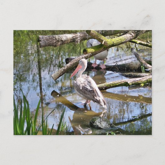 PELICANS BRIEFKAART (Voorkant)