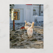 Pelicans Briefkaart (Voorkant)