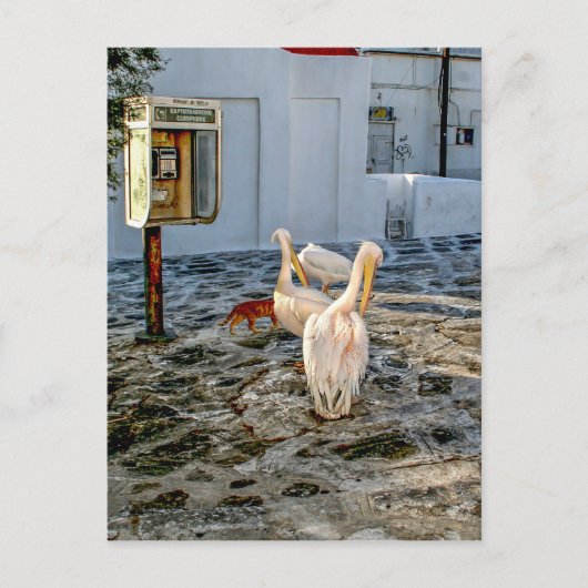 Pelicans Briefkaart (Voorkant)