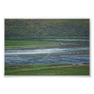 Pelicans doen mee aan de ganzen foto afdruk