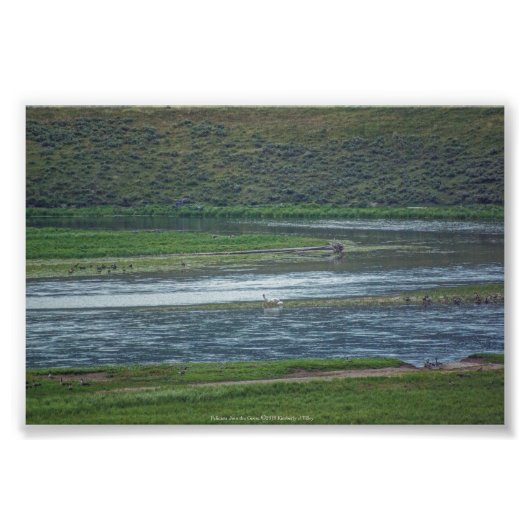 Pelicans doen mee aan de ganzen foto afdruk (Voorkant)