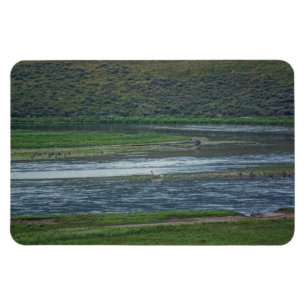 Pelicans doen mee aan de ganzen magneet