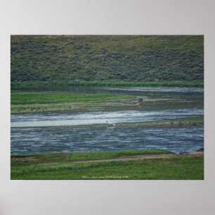 Pelicans doen mee aan de ganzen poster