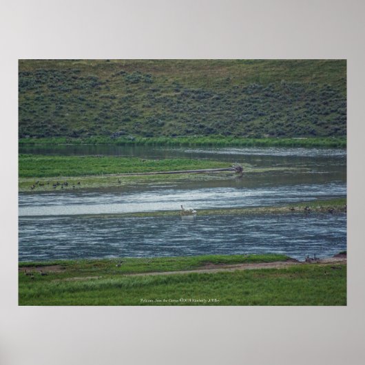 Pelicans doen mee aan de ganzen poster (Voorkant)