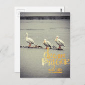 Pelicans en Seagull Dream Bigger Briefkaart (Voorkant / Achterkant)