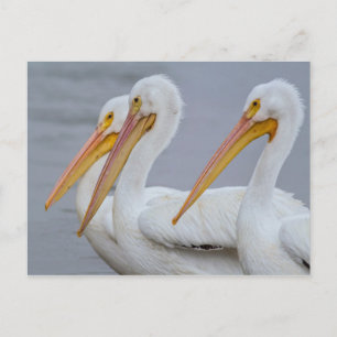 PELICANS - FORT MYERS BEACH, FLORIDA, VS BRIEFKAART