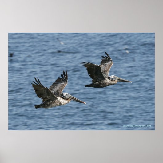 Pelicans in Flight Poster (Voorkant)