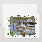 PELICANS-INVITATIE (Voorkant / Achterkant)