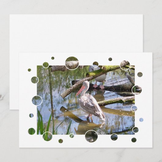 PELICANS-INVITATIE (Voorkant / Achterkant)