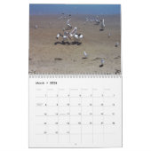 Pelicans Kalender (Mar 2026)