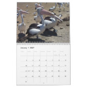 Pelicans Kalender (Jan 2027)