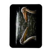 PELICANS LOVERS MAGNET MAGNEET (Verticaal)