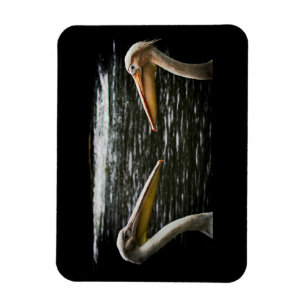 PELICANS LOVERS MAGNET MAGNEET