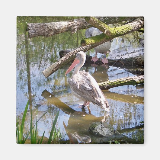 PELICANS MAGNEET (Voorkant)