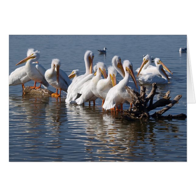 Pelicans Napping Card 5X7 (Voorkant Horizontaal)