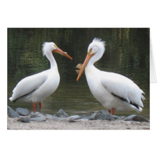 Pelicans Note Cards
