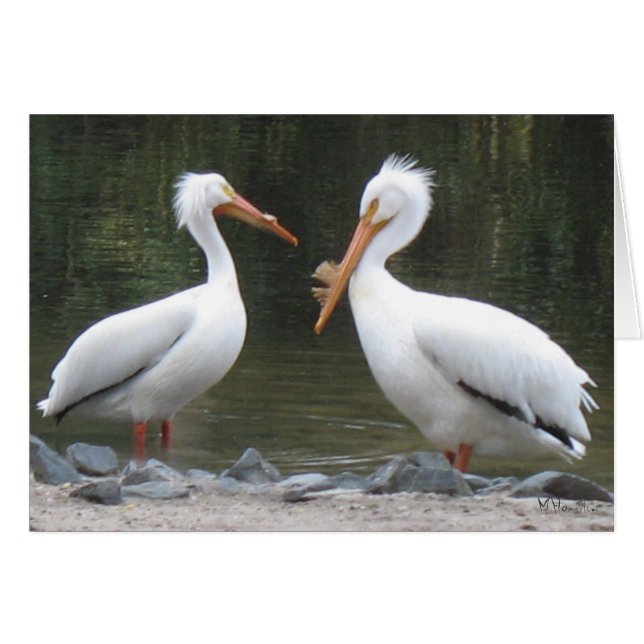 Pelicans Note Cards (Voorkant Horizontaal)