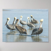 Pelicans on a Florida Beach Poster Print (Voorkant)