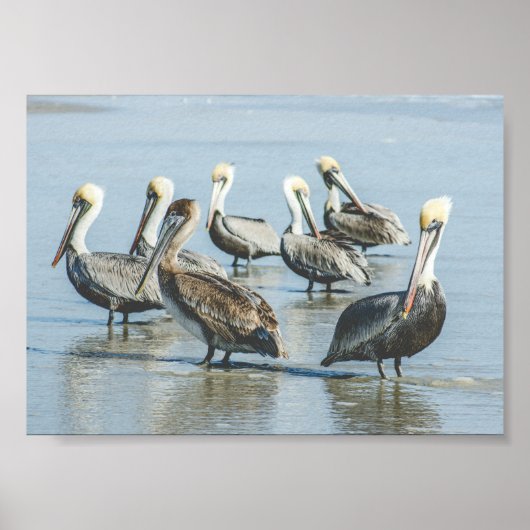 Pelicans on a Florida Beach Poster Print (Voorkant)