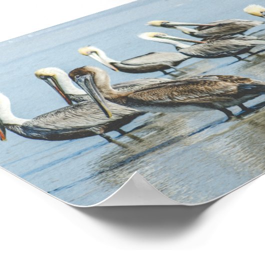 Pelicans on a Florida Beach Poster Print (Hoek)