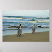 Pelicans op het strand van Jensen in Florida Poster (Voorkant)