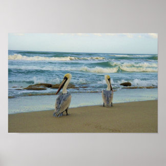 Pelicans op het strand van Jensen in Florida Poster