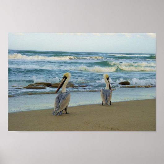 Pelicans op het strand van Jensen in Florida Poster (Voorkant)