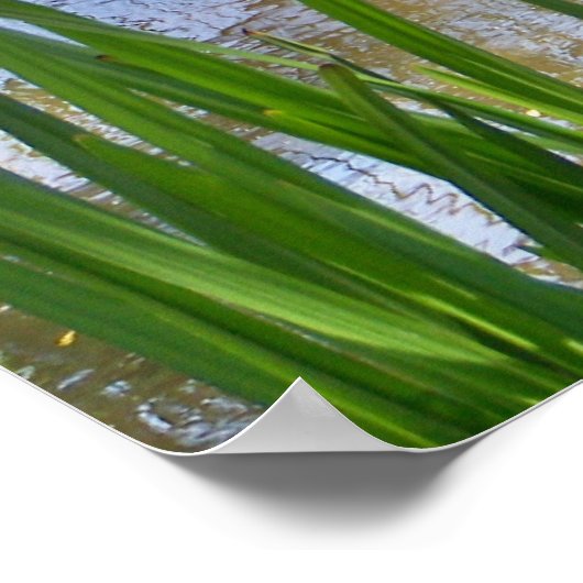 PELICANS POSTER (Hoek)