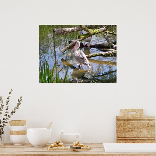 PELICANS POSTER (Keuken)