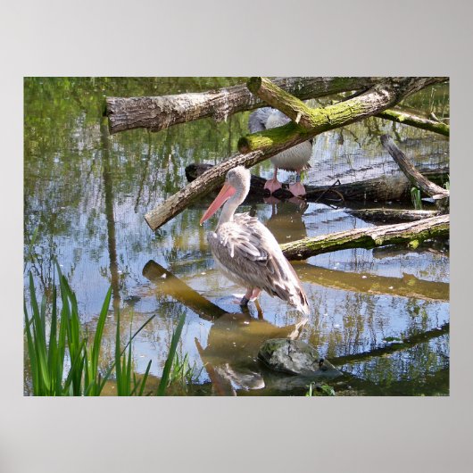 PELICANS POSTER (Voorkant)