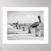 Pelicans Poster (Voorkant)