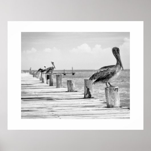 Pelicans Poster (Voorkant)