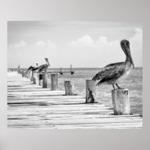 Pelicans Poster
