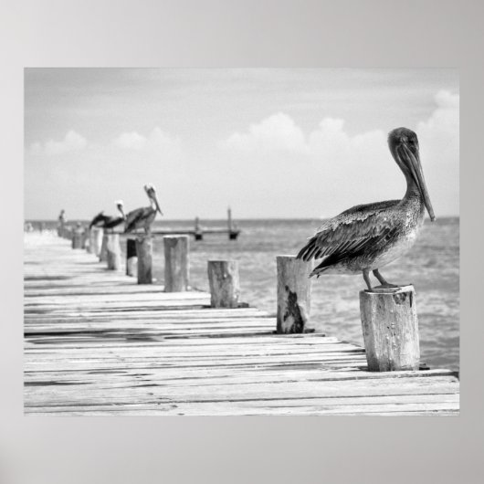 Pelicans Poster (Voorkant)