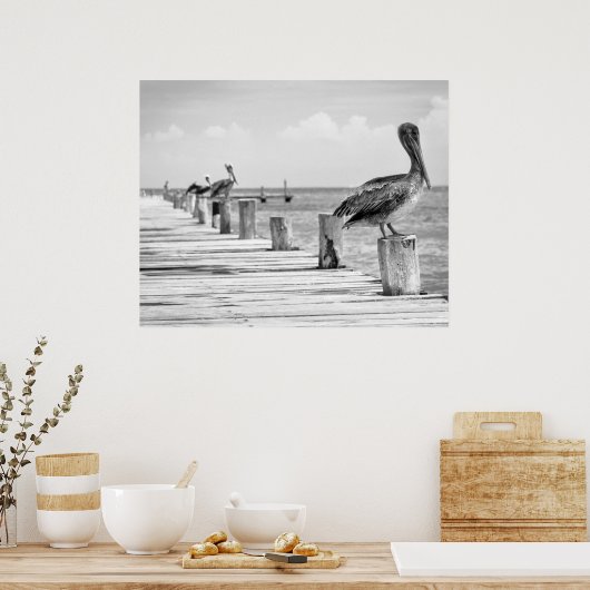 Pelicans Poster (Keuken)