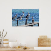 Pelicans Poster (Keuken)