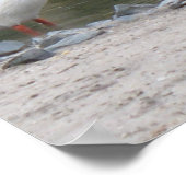 Pelicans Poster Print (Hoek)