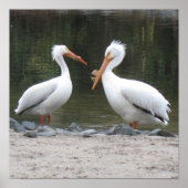 Pelicans Poster Print (Voorkant)